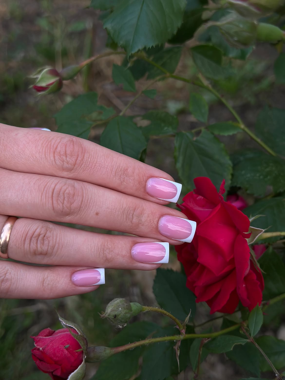 Classic Pink and White French Manicure